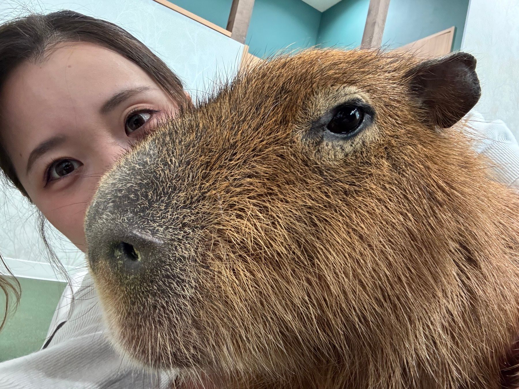 Ein Selfie aus nächster Nähe mit einem freundlichen Capybara bei CAPPINESS