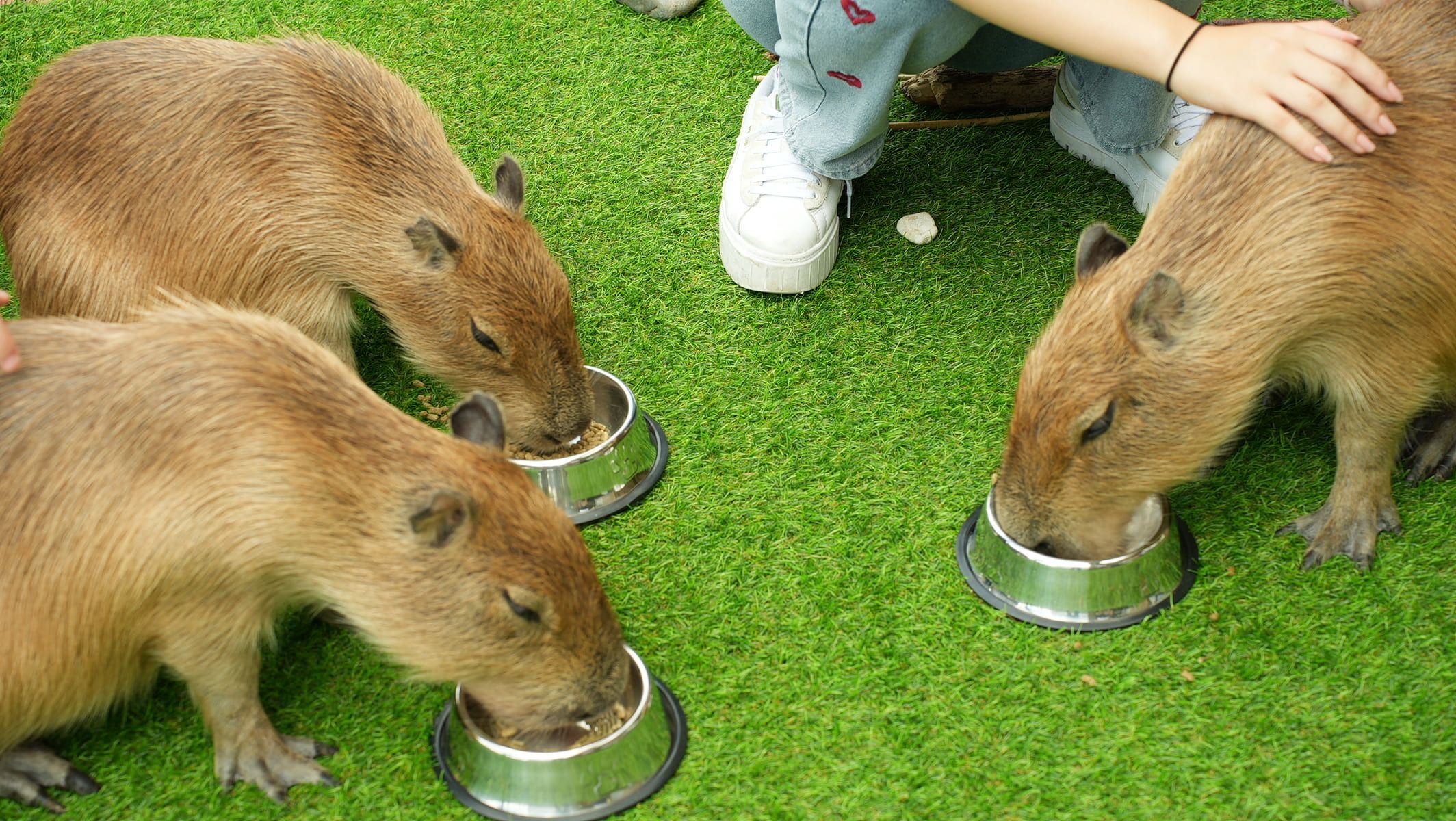 Gäste entspannen mit Capybaras im Capybara-Café CAPPINESS in Tokio