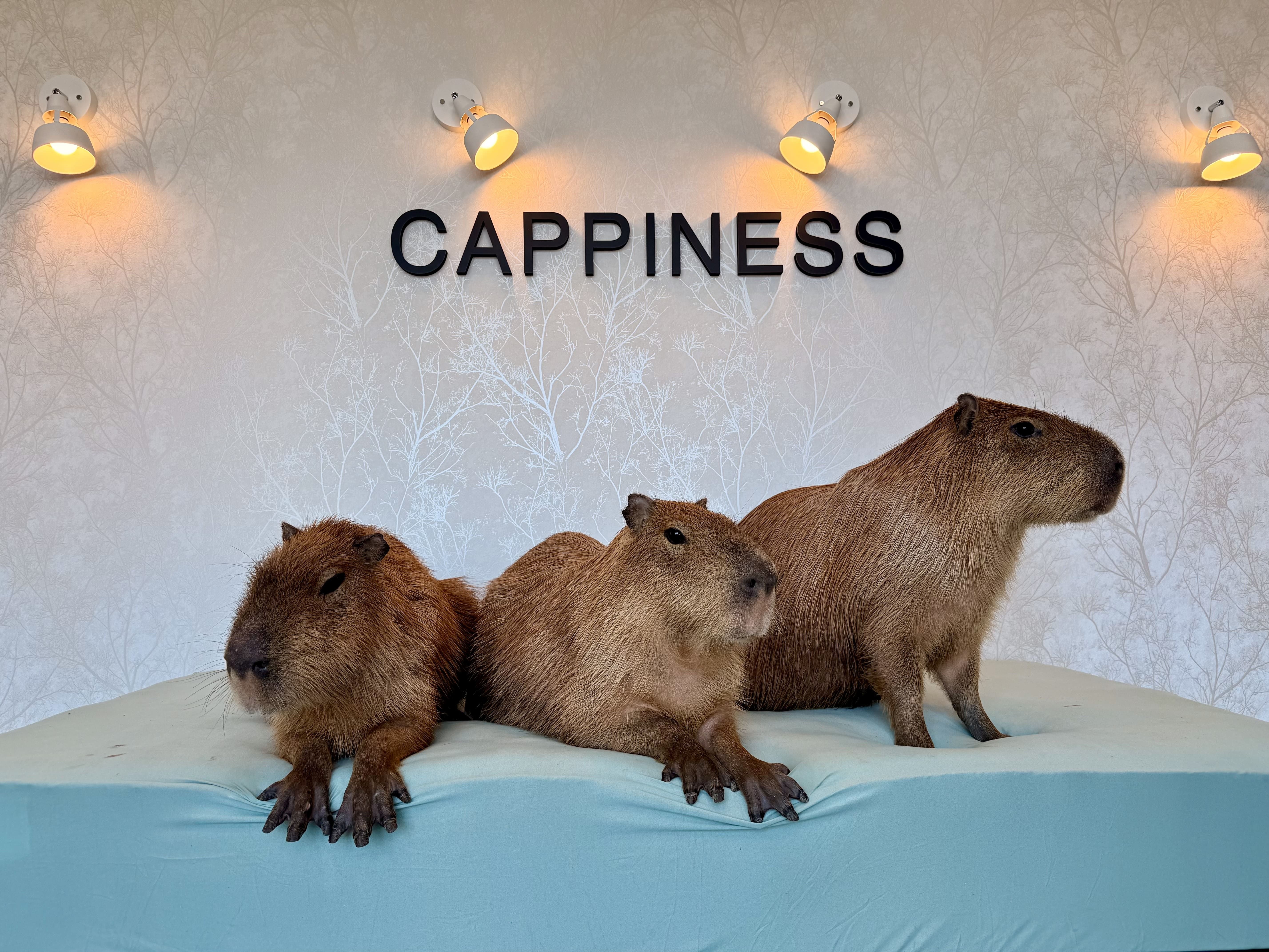 Capybara-Café CAPPINESS Oshiage